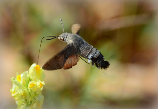 velerilec (Macroglossum stellatarum)