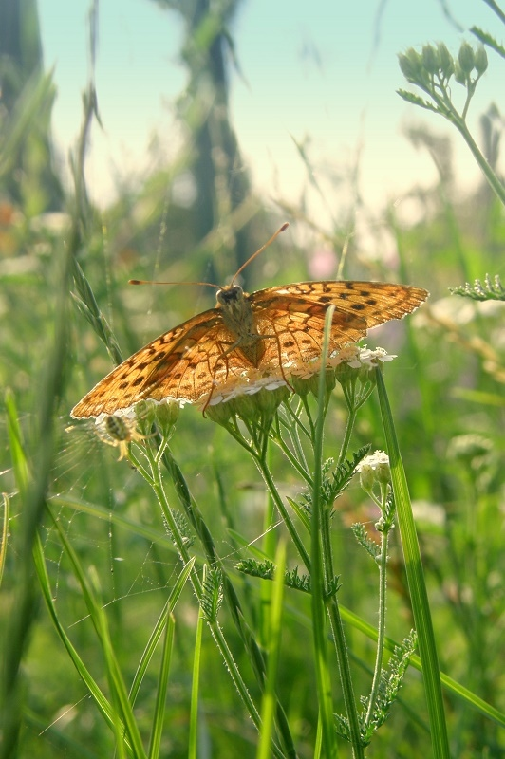 robidov livadar (Brenthis daphne)