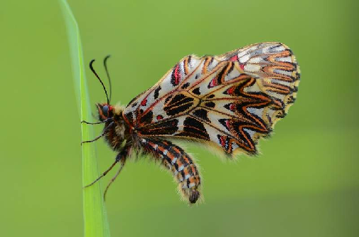 petelinček (Zerynthia polyxena)