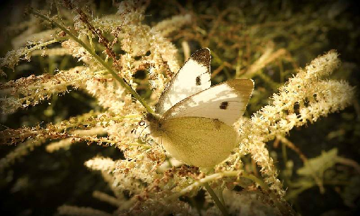 primorski belin (Pieris mannii)