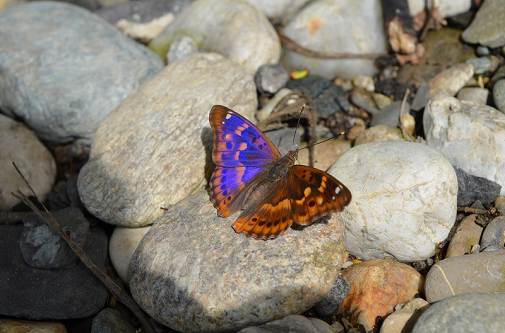 mali spreminjavček (Apatura ilia)