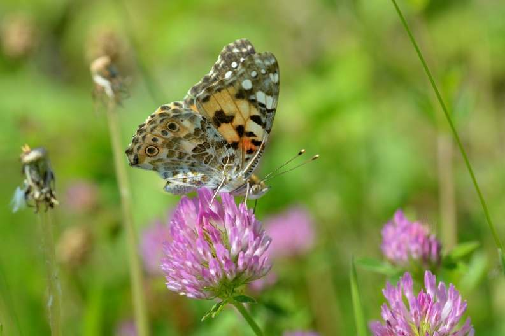 osatnik (Vanessa cardui)