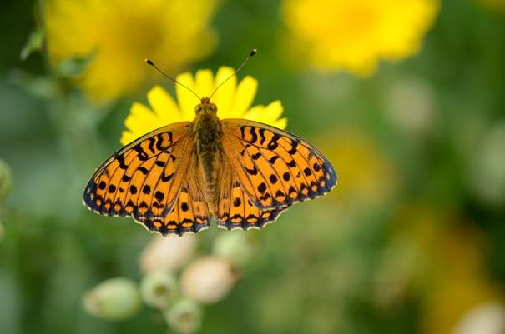 bleščeči bisernik (Argynnis aglaja)