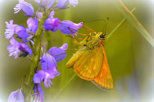 rjasti vihravček (Ochlodes sylvanus)