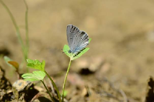 mali kupido (Cupido minimus)