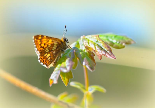 rjavi šekavček (Hamearis lucina)