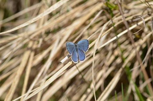 rumenooki kupido (Cupido argiades)