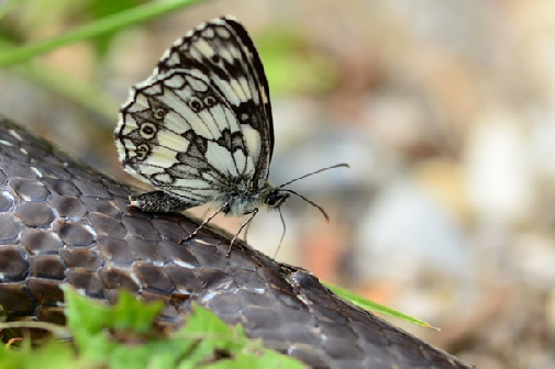 navadni lisar (Melanargia galathea)