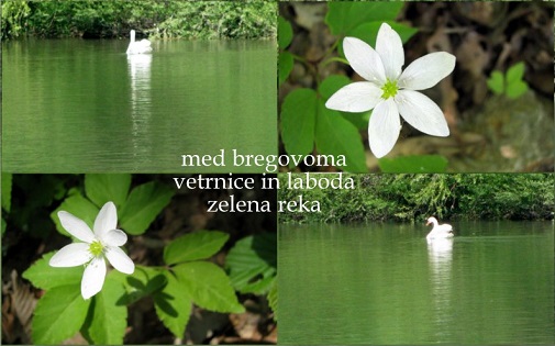 Alenka Zorman: Majska reka